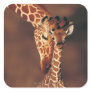 Adult Giraffe with calf (Giraffa camelopardalis) Square Sticker