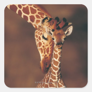 Adult Giraffe with calf (Giraffa camelopardalis) Square Sticker