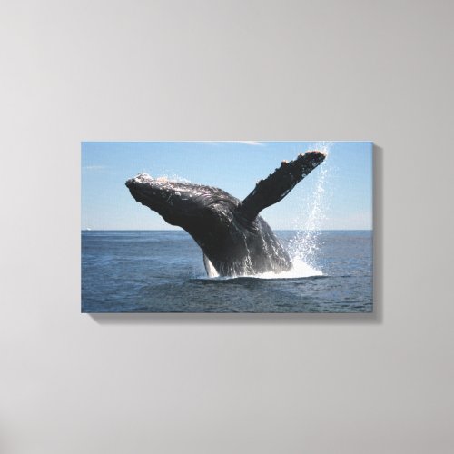 Adult Humpback Whale Breaching Canvas Print