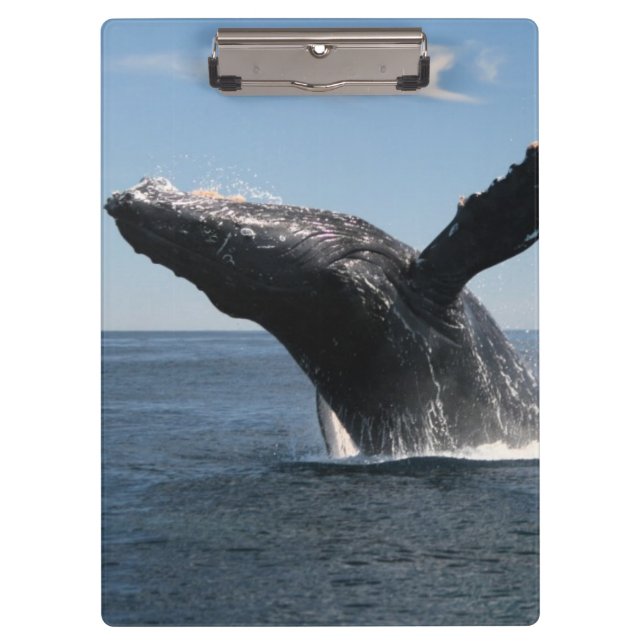 Adult Humpback Whale Breaching Clipboard (Front)