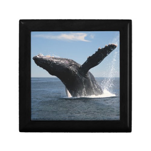 Adult Humpback Whale Breaching Keepsake Box