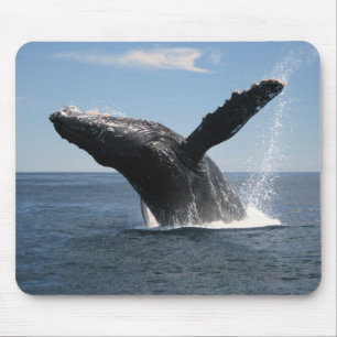 Adult Humpback Whale Breaching Mouse Pad