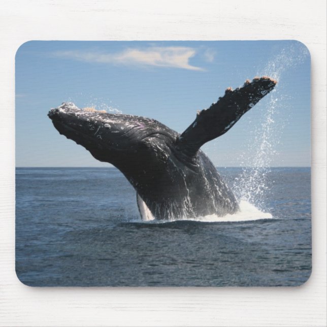 Adult Humpback Whale Breaching Mouse Pad (Front)