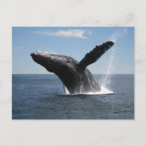 Adult Humpback Whale Breaching Postcard