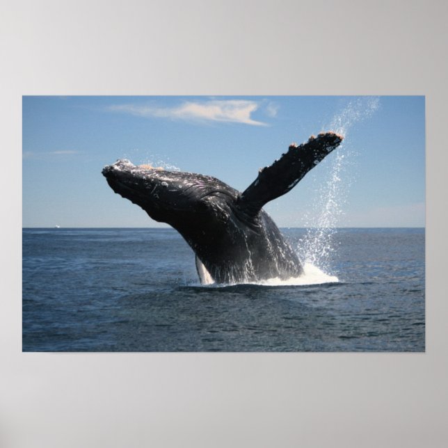 Adult Humpback Whale Breaching Poster (Front)