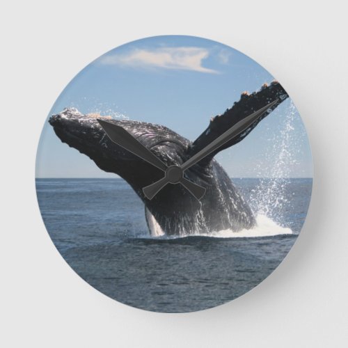 Adult Humpback Whale Breaching Round Clock