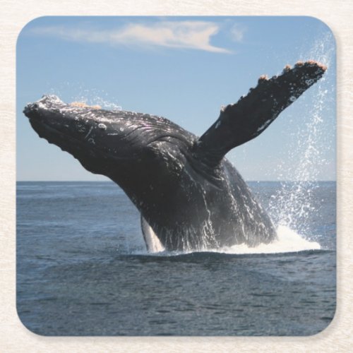 Adult Humpback Whale Breaching Square Paper Coaster