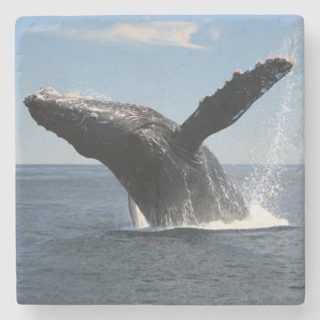 Adult Humpback Whale Breaching Stone Coaster (Front)