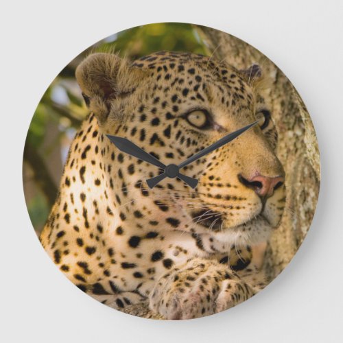 Adult Leopard Panthera Pardus Large Clock