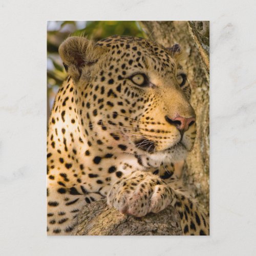 Adult Leopard Panthera Pardus Rests Postcard