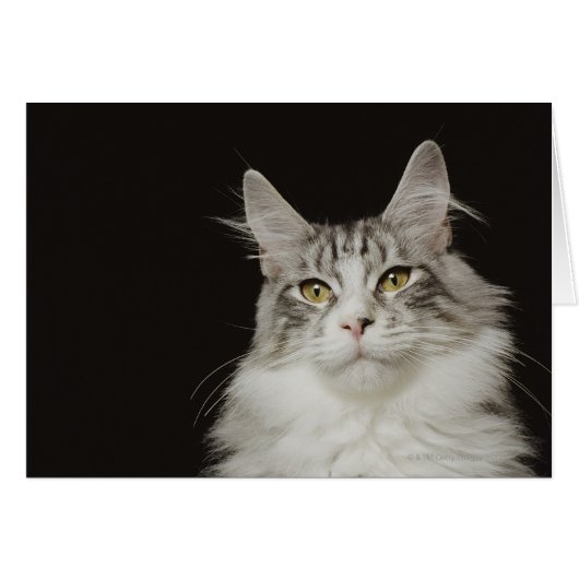 Adult Maine Coon Cat Cards (Front Horizontal)
