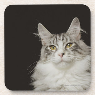 Adult Maine Coon Cat Drink Coaster