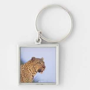 Adult male leopard (Panthera pardus) Keychain