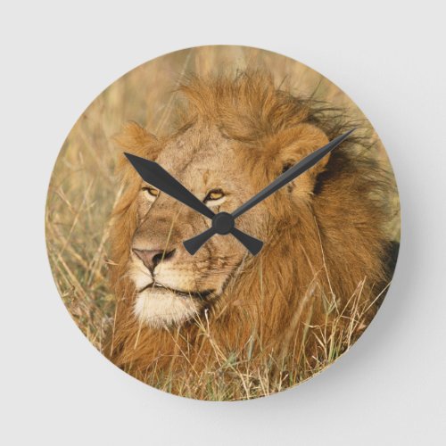 Adult male Lion at first light Round Clock