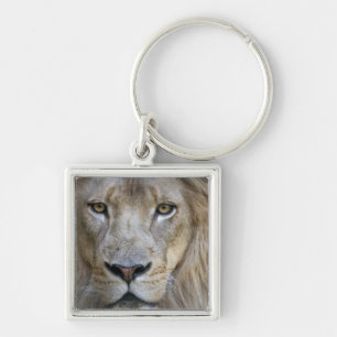 Adult male lion at the Sacramento Zoo, CA Keychain