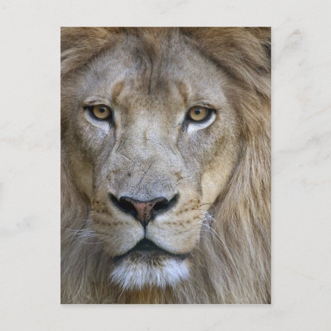 Adult male lion at the Sacramento Zoo, CA Postcard (Front)