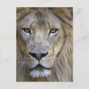 Adult male lion at the Sacramento Zoo, CA Postcard
