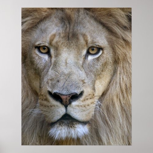 Adult male lion at the Sacramento Zoo CA Poster
