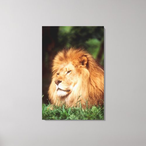 Adult male Lion Canvas Print