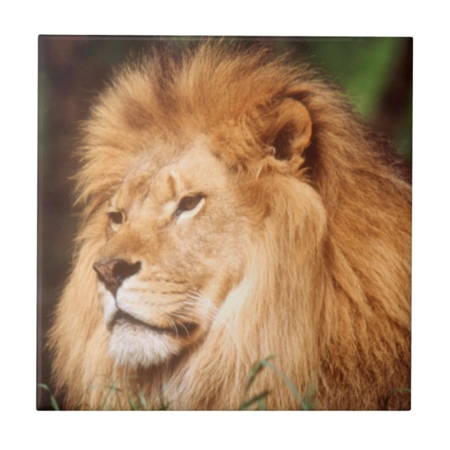 Adult male Lion Ceramic Tile (Front)