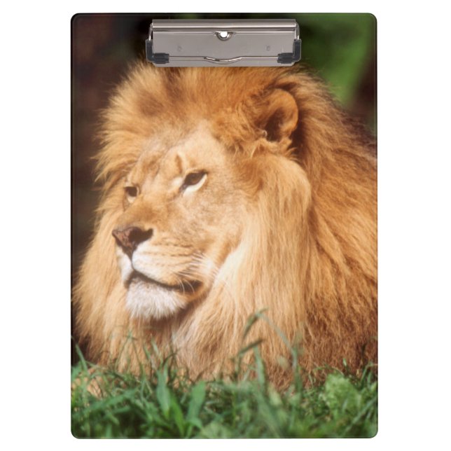 Adult male Lion Clipboard (Front)
