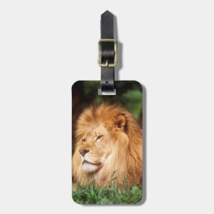Adult male Lion Luggage Tag