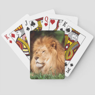 Adult male Lion Poker Cards
