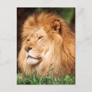 Adult male Lion Postcard