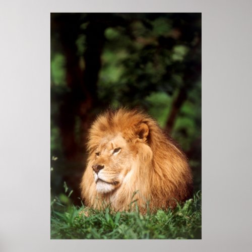 Adult male Lion Poster