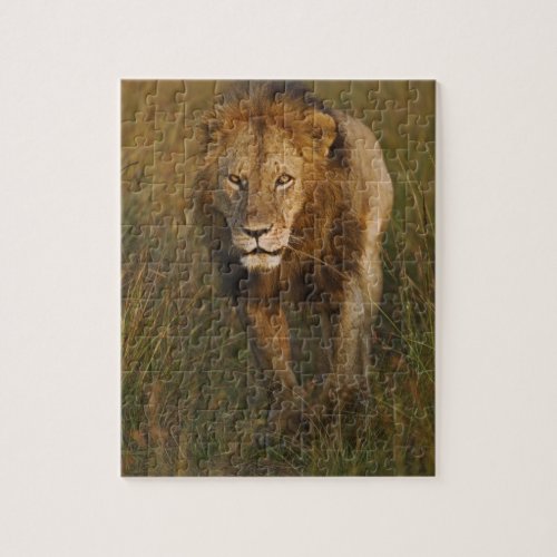 Adult male lion walking through tire tracks jigsaw puzzle