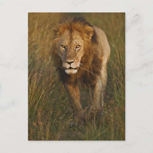 Adult male lion walking through tire tracks postcard