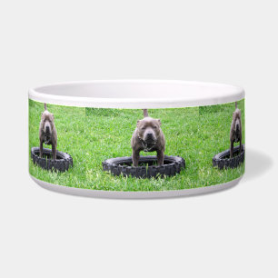 Adult Male Staffordshire Terrier Ready To Play, Bowl