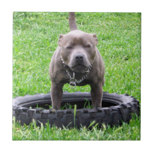 Adult Male Staffordshire Terrier Ready To Play, Ceramic Tile