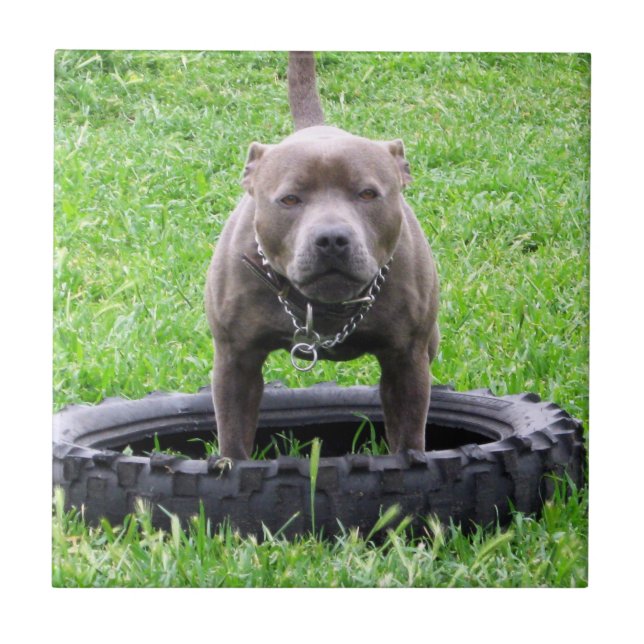 Adult Male Staffordshire Terrier Ready To Play, Ceramic Tile (Front)