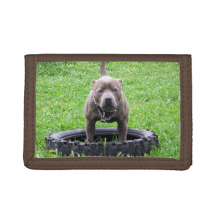 Adult Male Staffordshire Terrier Ready To Play, Tri-fold Wallet