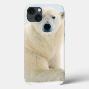 Adult polar bear large boar on the summer ice iPhone 13 case