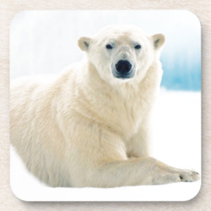 Adult polar bear large boar on the summer ice drink coaster