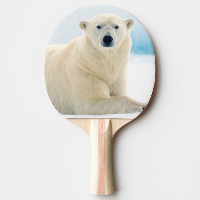 Adult polar bear large boar on the summer ice ping pong paddle (Front)