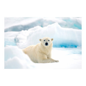 Adult polar bear large boar on the summer ice poster