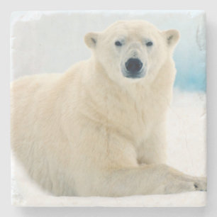 Adult polar bear large boar on the summer ice stone coaster