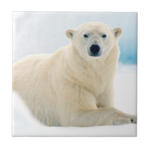 Adult polar bear large boar on the summer ice tile