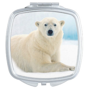 Adult polar bear large boar on the summer ice vanity mirror