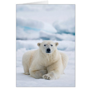 Adult polar bear on the summer pack ice cards