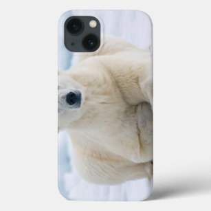 Adult polar bear on the summer pack ice iPhone 13 case