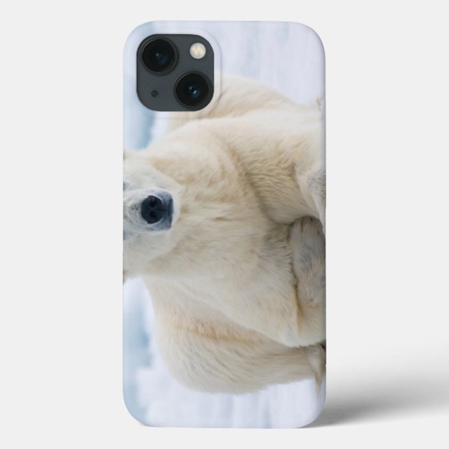 Adult polar bear on the summer pack ice Case-Mate iPhone case (Back)