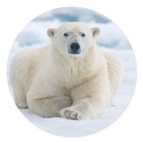 Adult polar bear on the summer pack ice classic round sticker