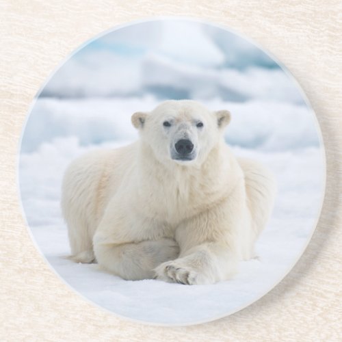 Adult polar bear on the summer pack ice coaster