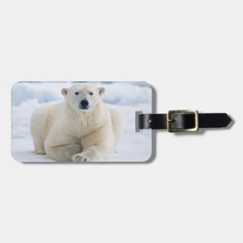 Adult polar bear on the summer pack ice luggage tag