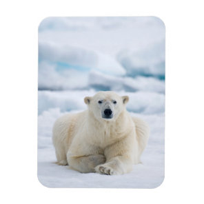 Adult polar bear on the summer pack ice magnet