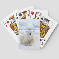 Adult polar bear on the summer pack ice